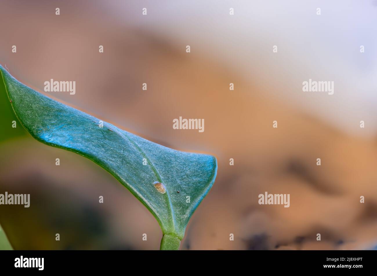 Focus on a single pest scale insect on an indoor houseplant leaf. Stock Photo