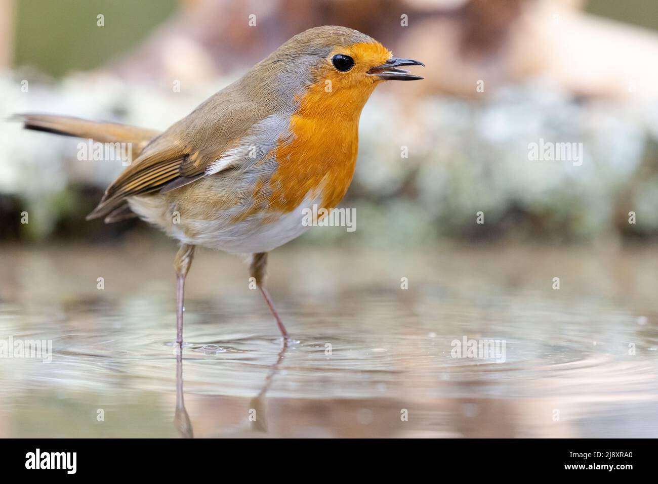 Reflection pool bird hi-res stock photography and images - Alamy