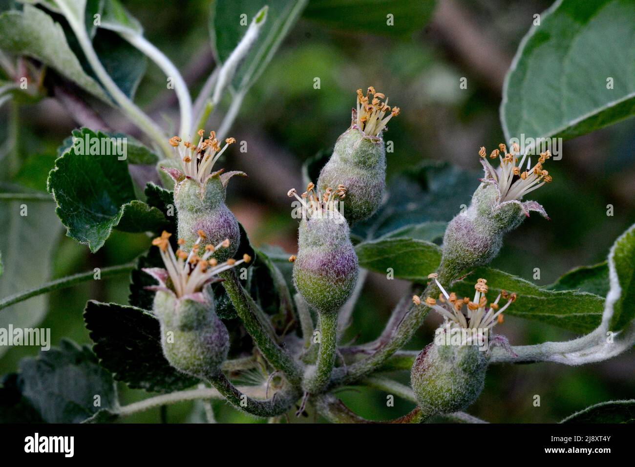 Young fruit apples after blossom in garden. Young apple buds primordium. Young apple at fruitlet