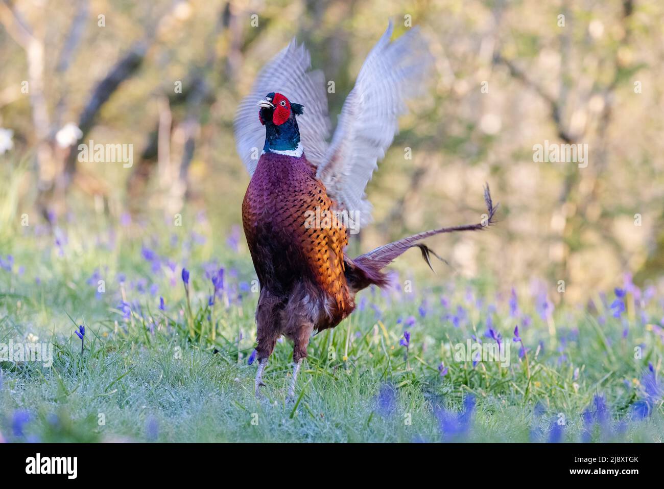 Male Pheasant [ Phasianus colchicus ] displaying in bluebells with woodland backdrop Stock Photo