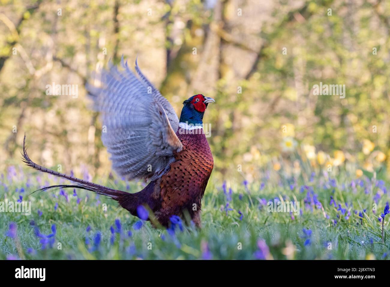 male Pheasant [ Phasianus colchicus ] displaying in bluebells with woodland backdrop Stock Photo