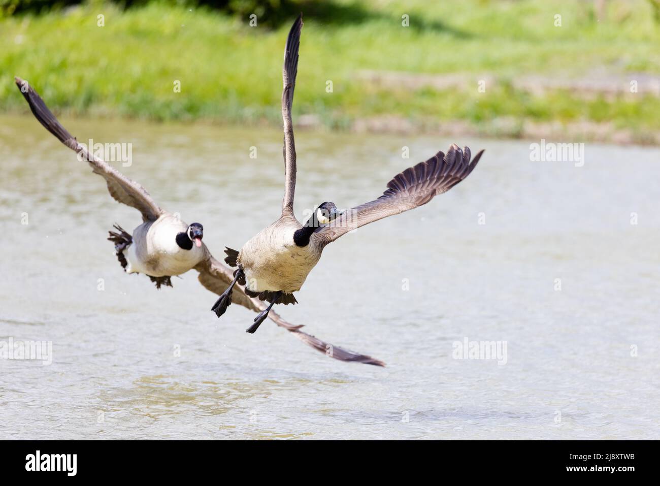 Canada geese [ Branta canadensis ] chasing in flight over lake Stock Photo