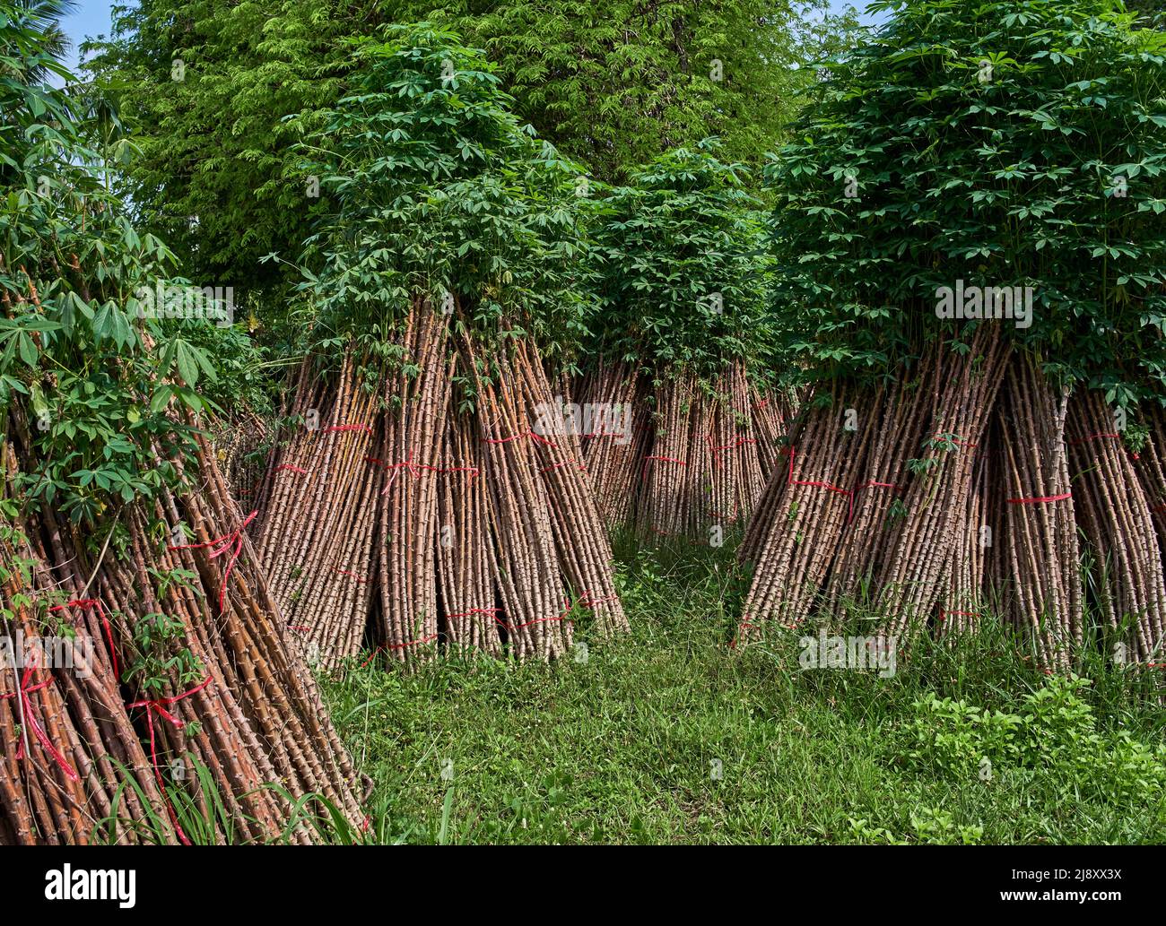 Bunch of the cassava plants to cultivate in the next crop Stock Photo
