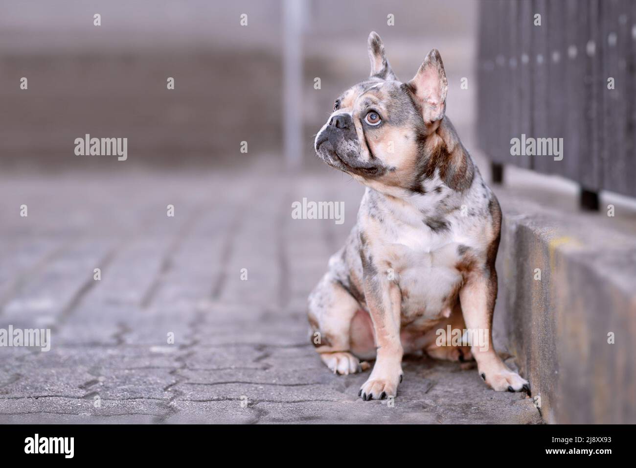 Pied merle french clearance bulldog