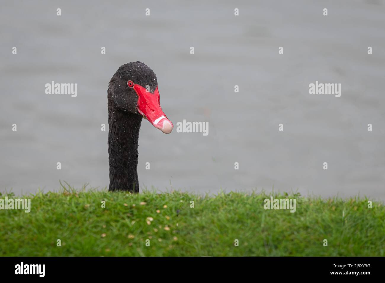 portrait of a black swan. It only shows the head and neck as it looks over a grass bank from the water Stock Photo