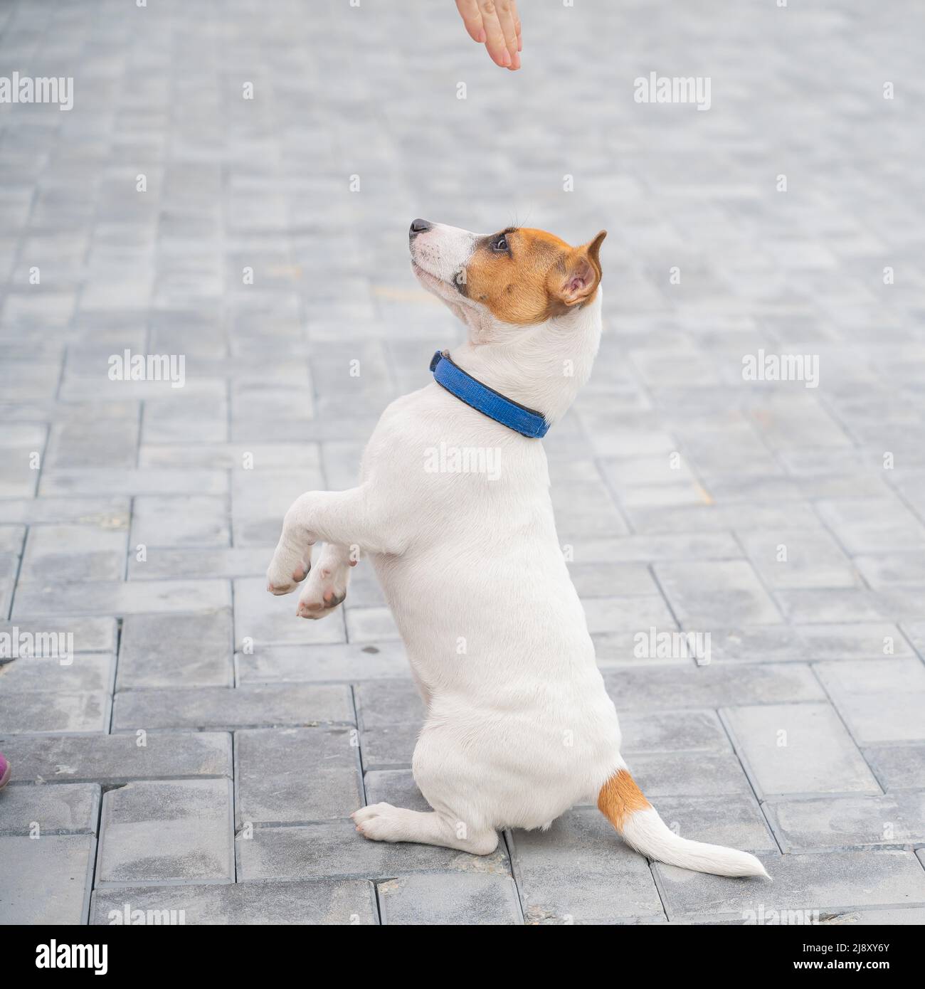 Handler jack russell terrier female hi-res stock photography and images ...