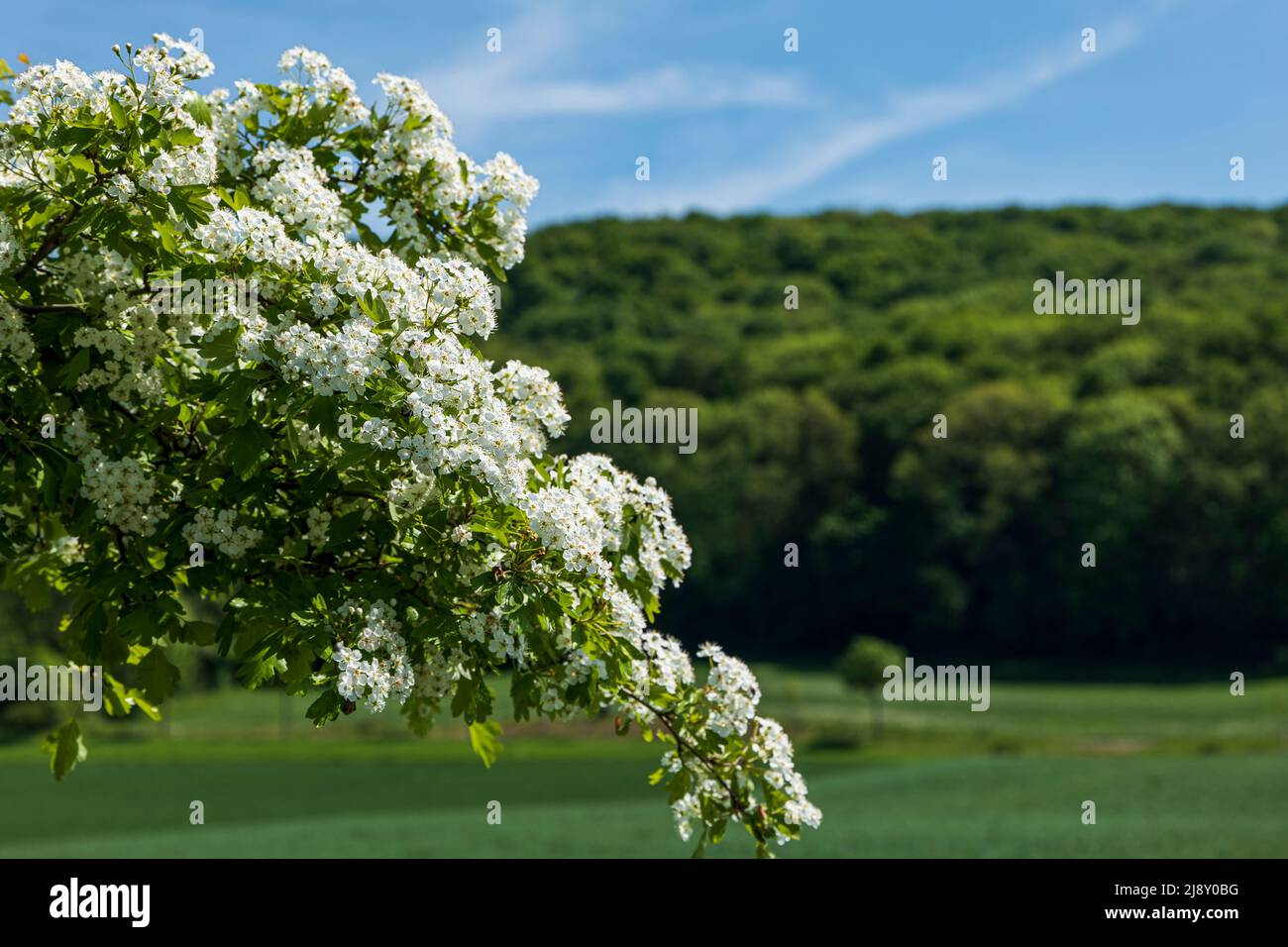 a hawthorn branch full blossoms against a blurred background with forest, field Stock Photo