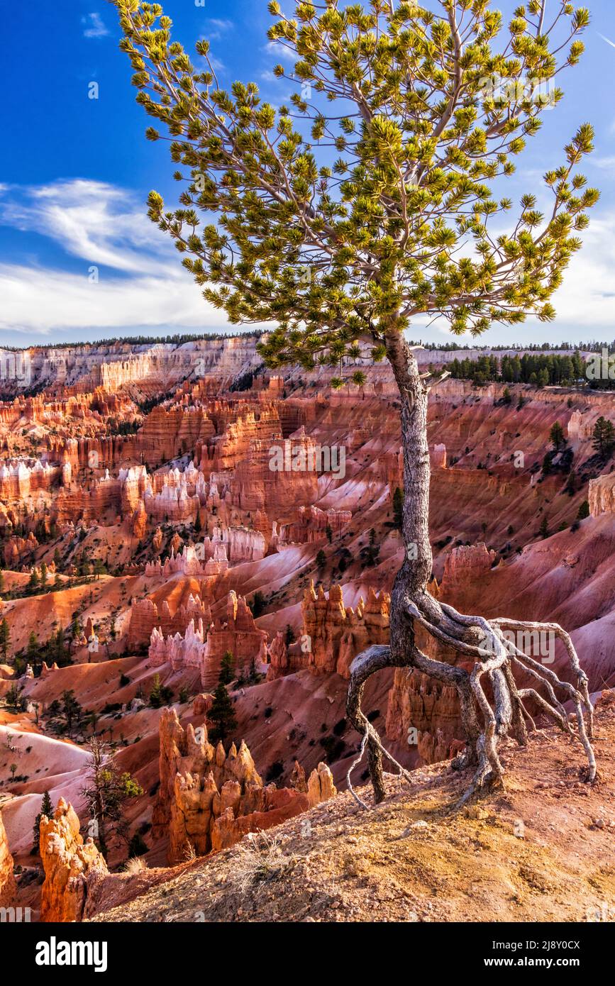 A tree clings to the rim at Sunrise Point in Bryce Canyon National Park, Utah. Stock Photo