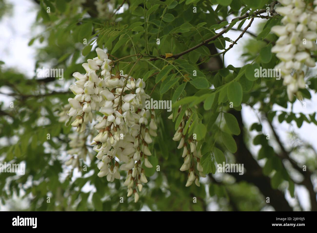 Blooming of Robinia pseudoacacia in nature Stock Photo
