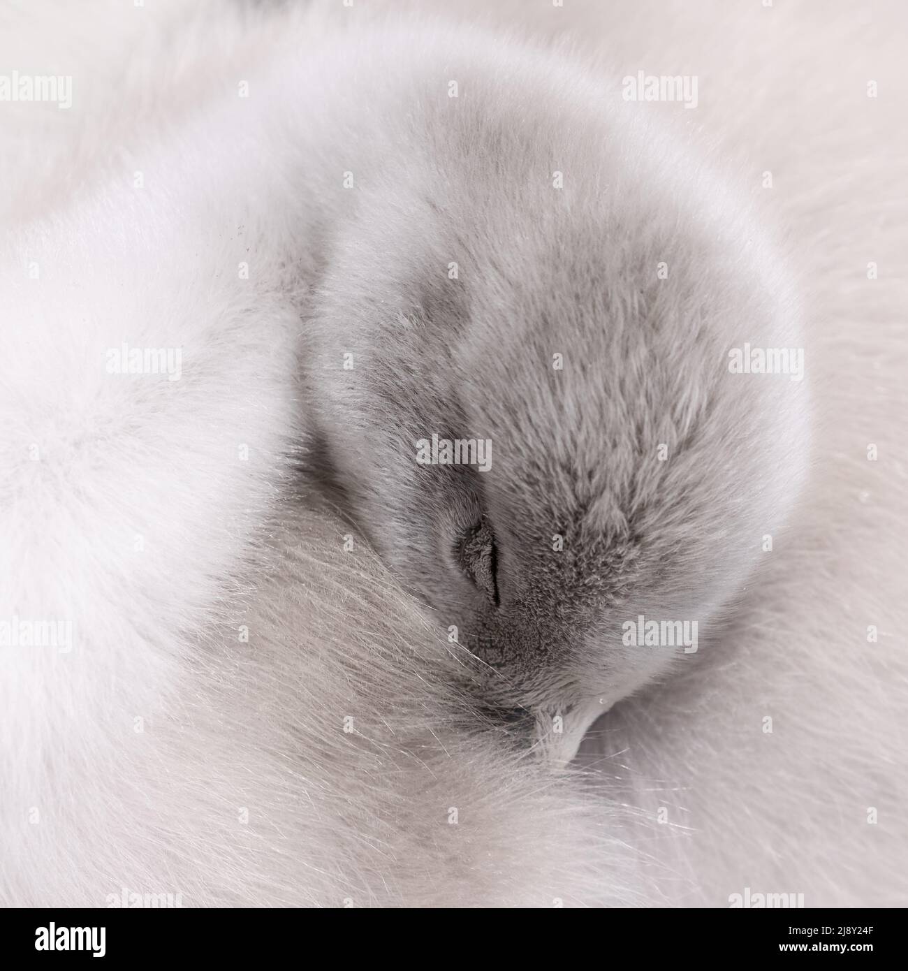 Mute Swan cygnet [ Cygnus olor ] tight crop sleeping  with head tucked into body feathers Stock Photo