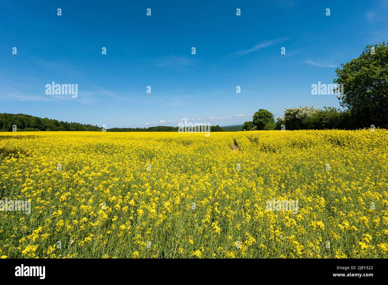 wide angle pick up from a bright yellow rapeseed field with blue sky Stock Photo