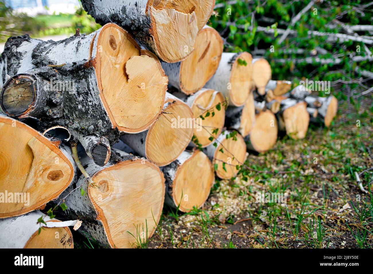 Background of birch chocks. Alternative to gas heating. Fuel for heating the house in winter. Lots of firewood. Rustic background. Stock Photo