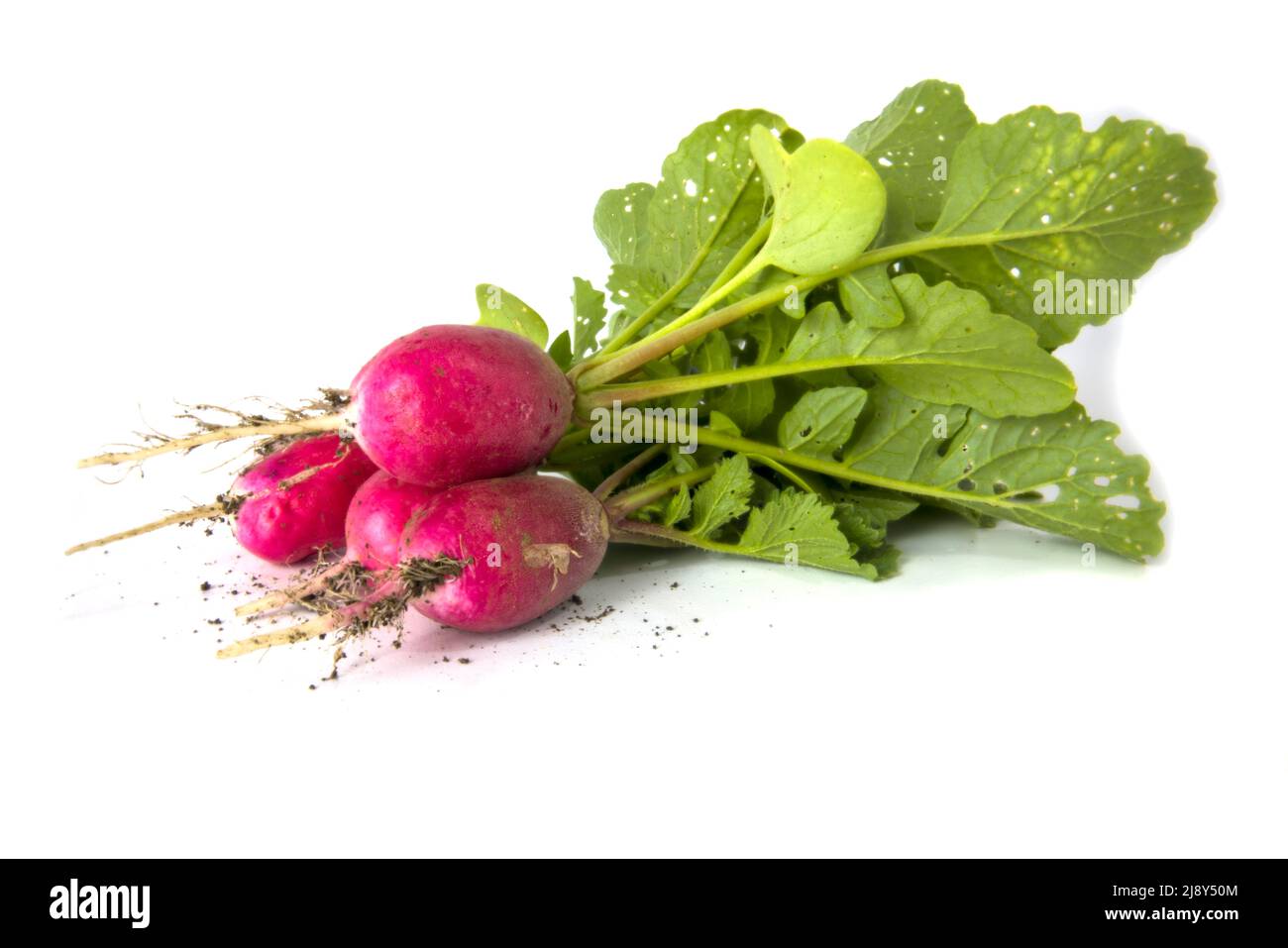 Red radish isolated on white. Stock Photo