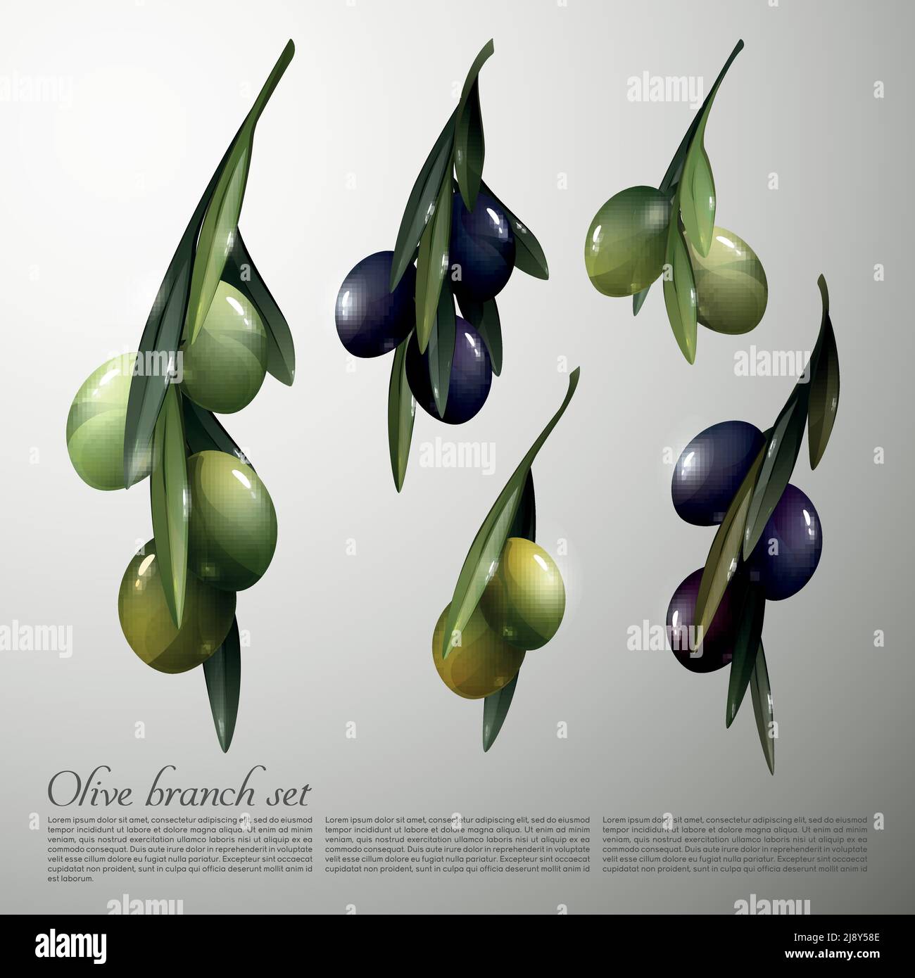 Natural olive tree branches set of green and black sorts in realistic ...