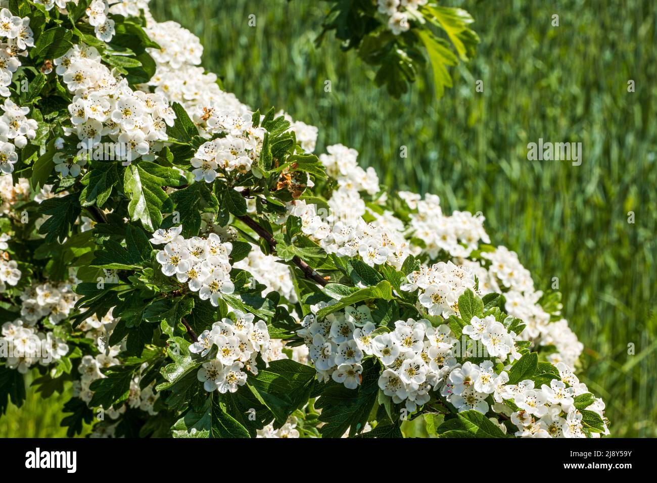 Branch of a hawthorn with innumerable white blossoms  Stock Photo