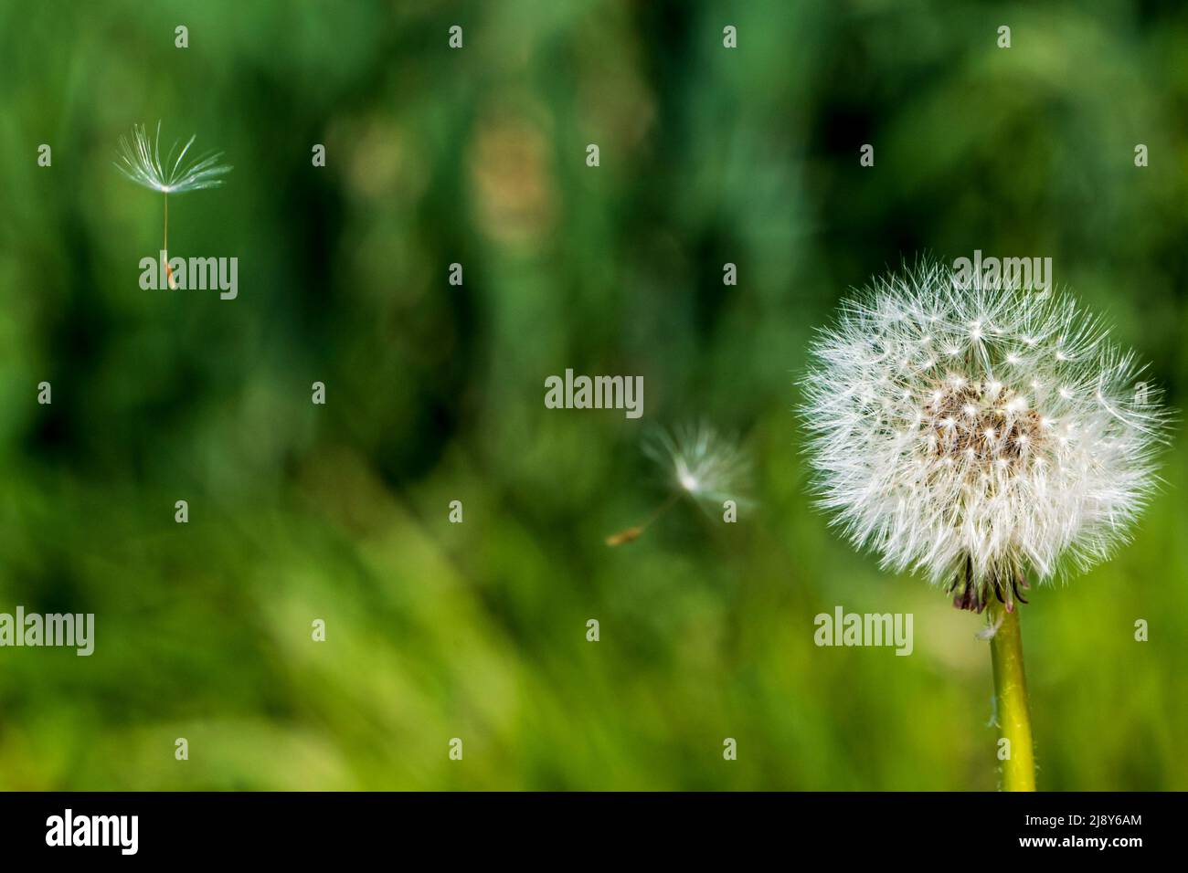 Dandelion against a blurred, green background with two flying parachutes Stock Photo