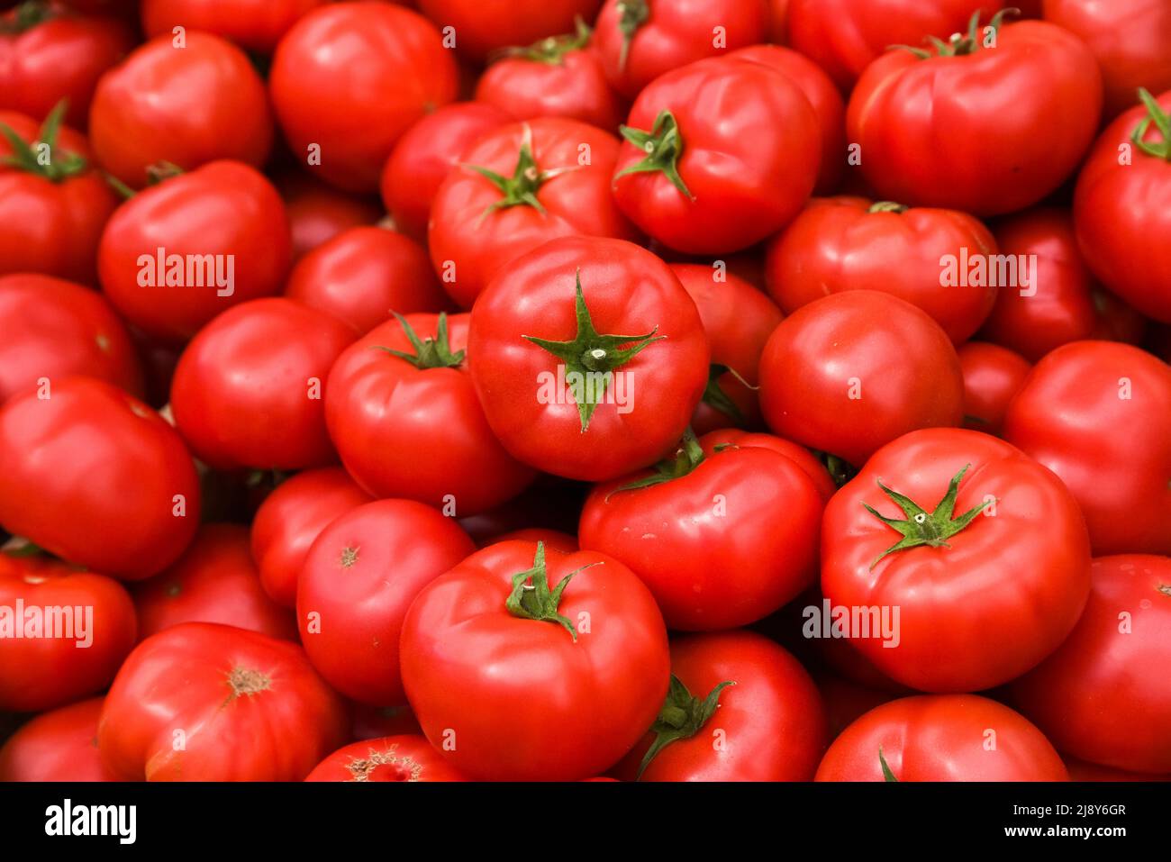 Tomatoes lying on a pile on top of each other, tomato texture. Selective focus. Stock Photo