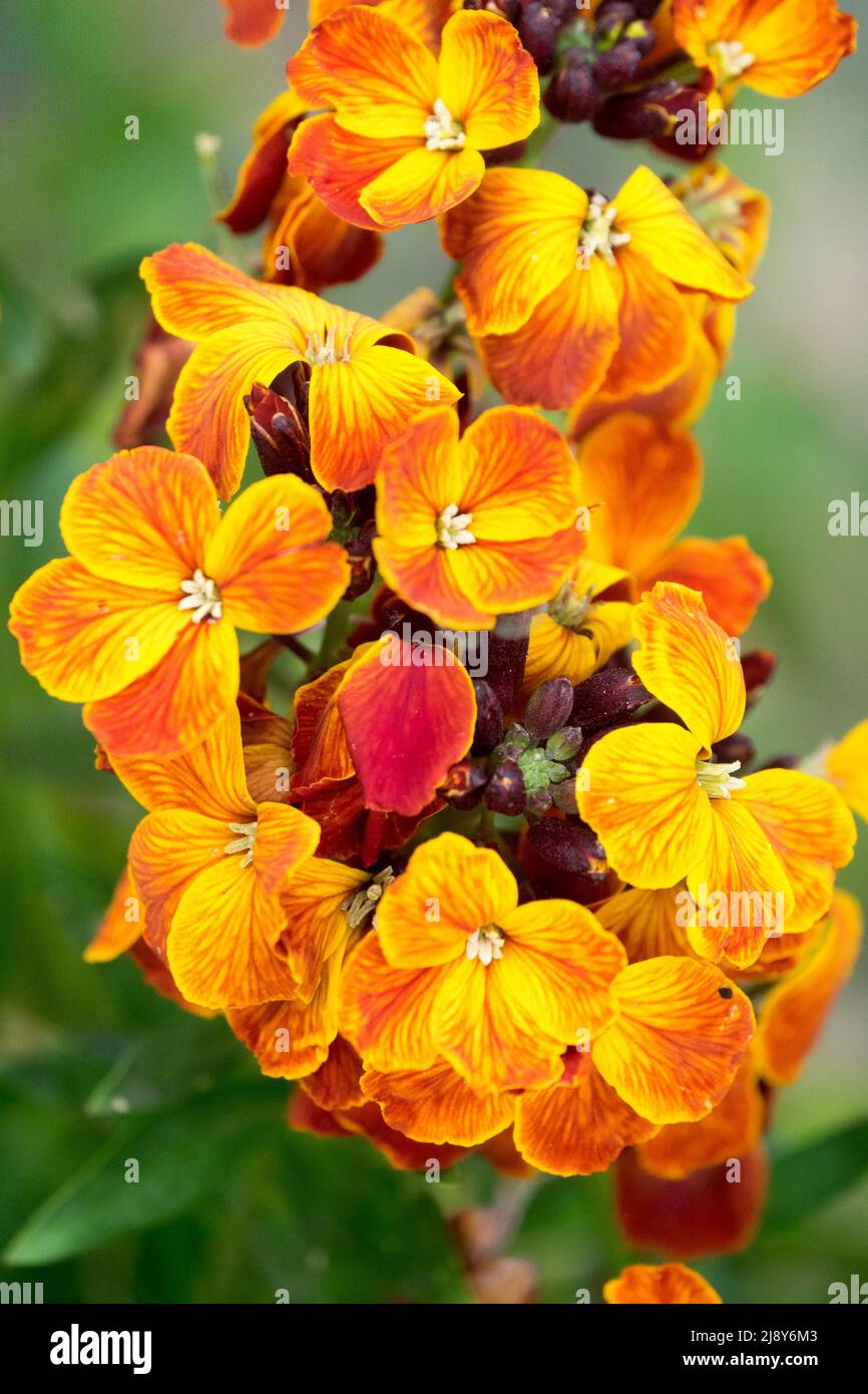 Common Wallflower, Erysimum 'Fire King', April, Close up Flower, Orange Flowers Wallflower detail Stock Photo