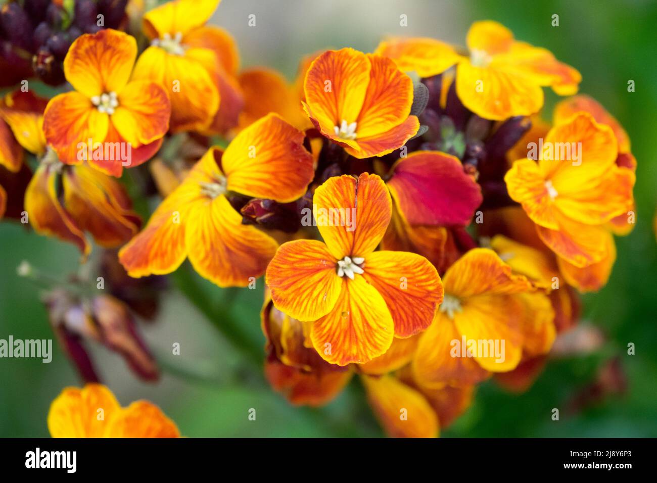 Orange Erysimum cheiri Fire King close up portrait of blooms Stock Photo