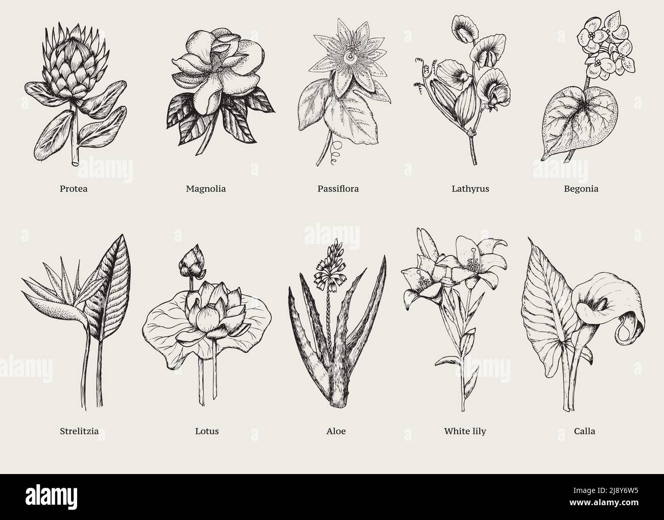 Hand drawn exotic plants set with natural tropical flowers in vintage