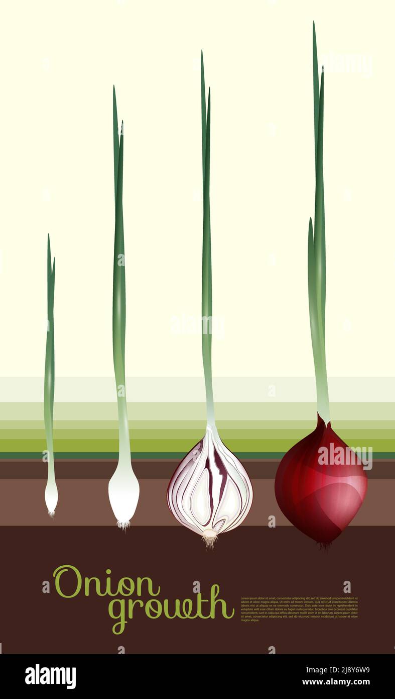 Fresh red onion growth concept with steps of growing process in