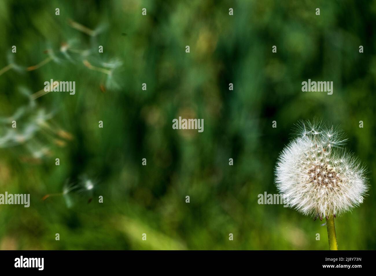 Dandelion against a blurred, green background with several flying parachutes Stock Photo