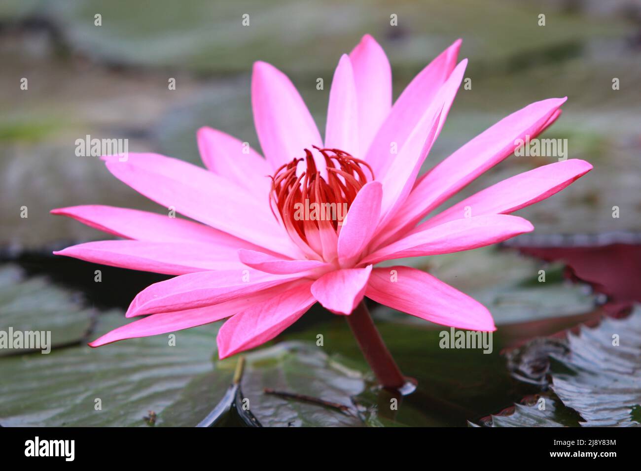 beautiful lotus flower live in water Stock Photo Alamy
