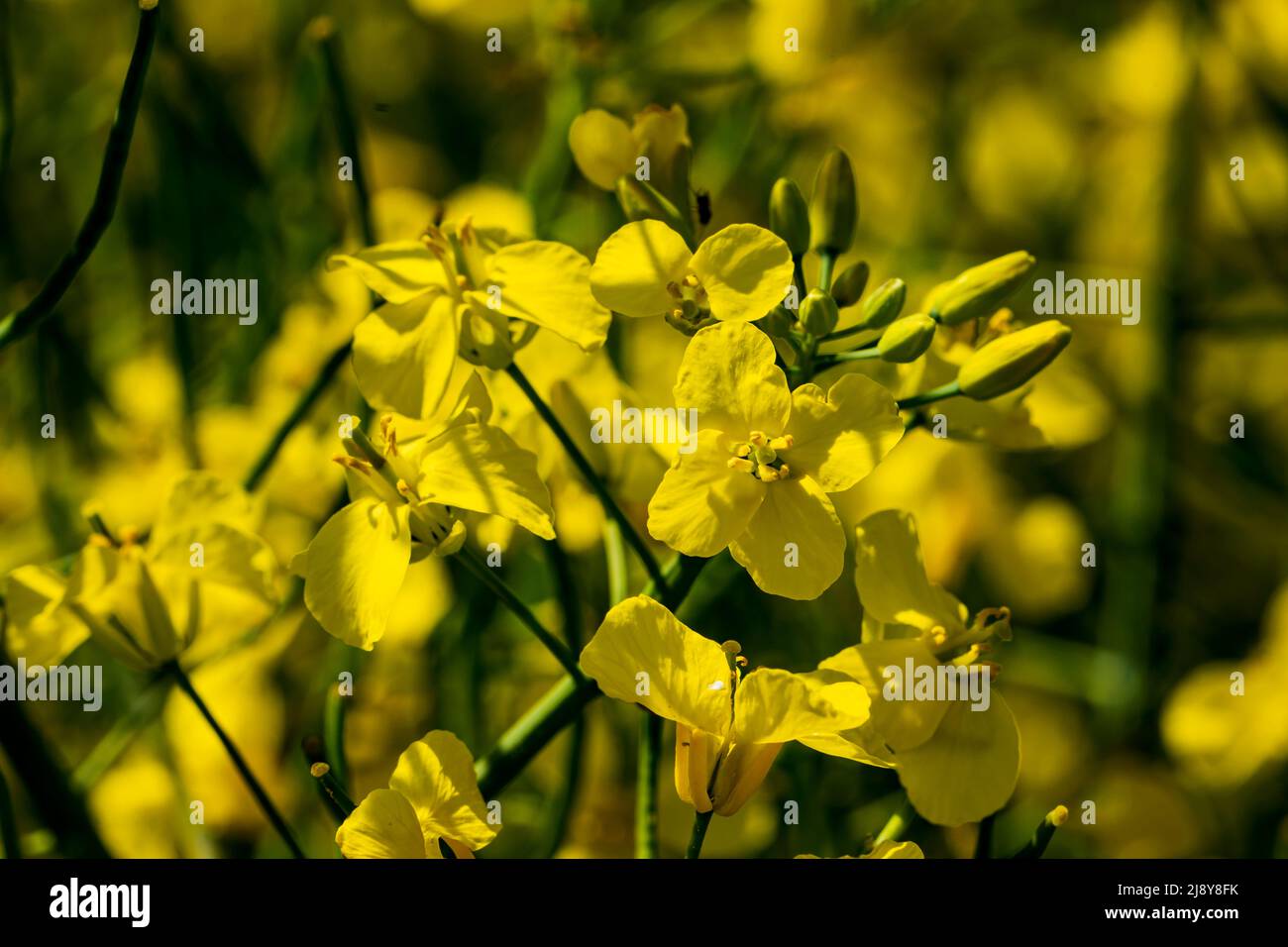 Close-up of a yellow inflorescence full of rapeseed flowers Stock Photo