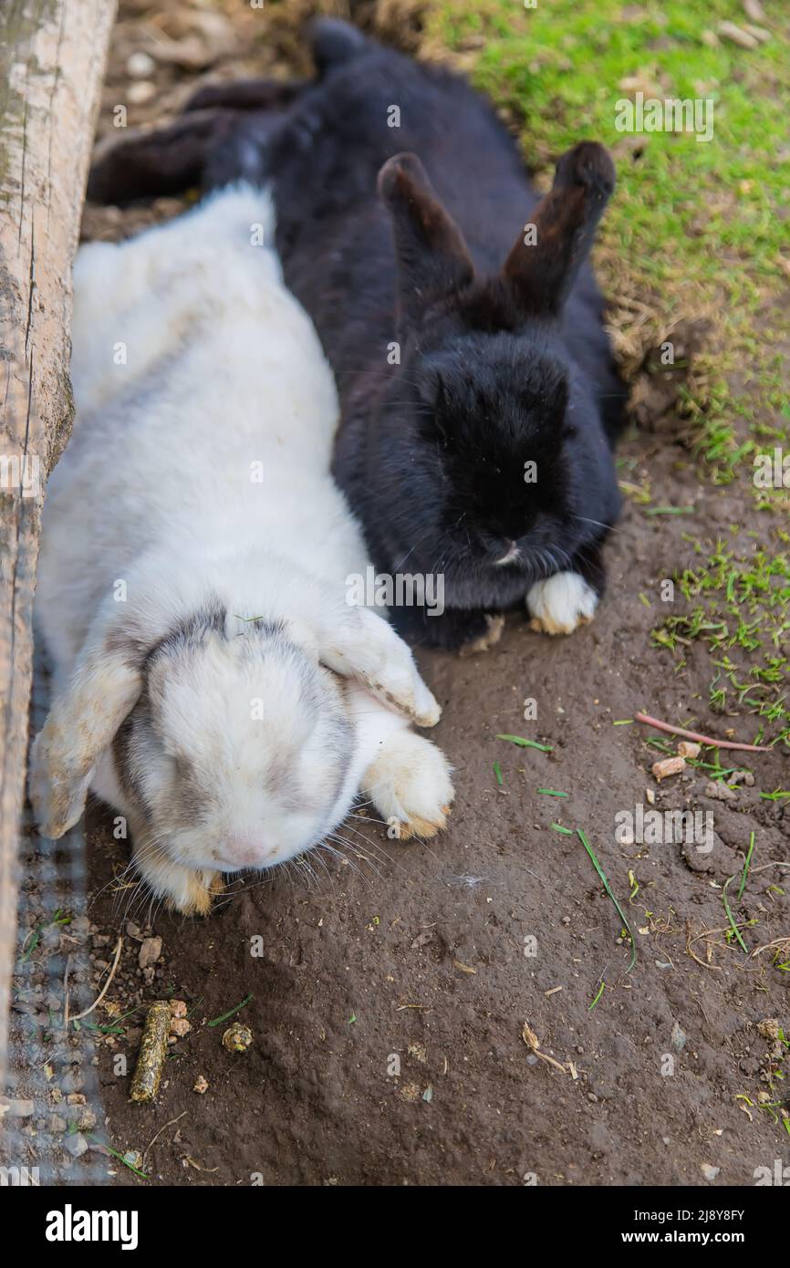 Rabbit on farm selective focus hi-res stock photography and images - Alamy