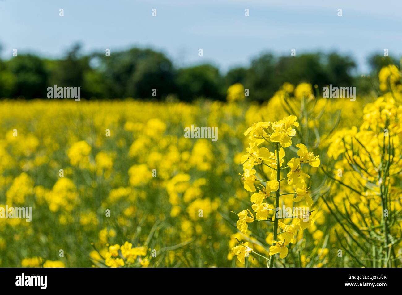 Close-up of an inflorescence with many yellow rapeseed flowers  Stock Photo