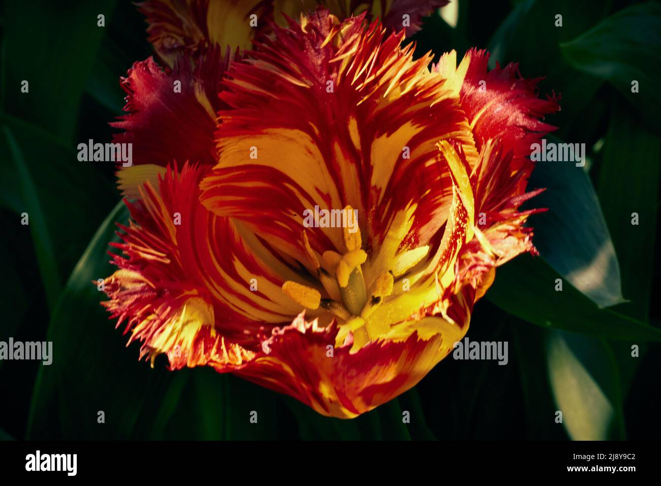 Close-up head of red yellow mottled tulips in sunlight with dark blurred background Stock Photo