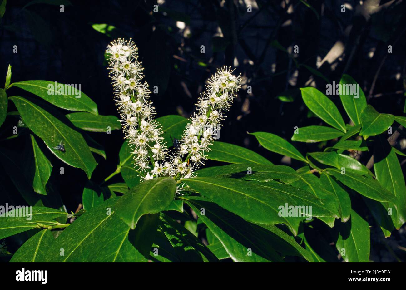 Photo of cherry laurel or prunus laurocerasus flowers with blurry background Stock Photo