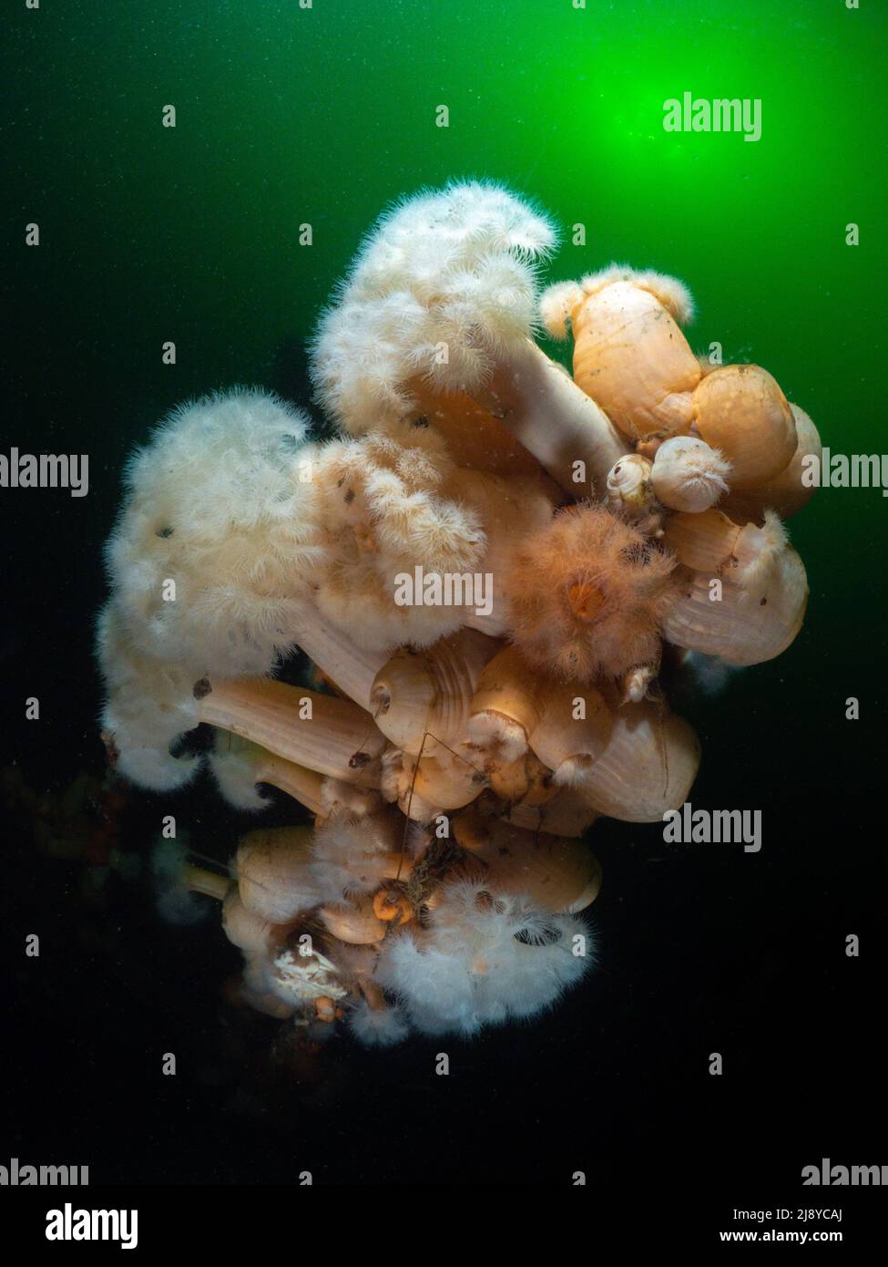 A bouquet of plumose anemones (metridium senile) in the phytoplankton rich waters of western Scotland with subtle sunlight breaking through the surfac Stock Photo