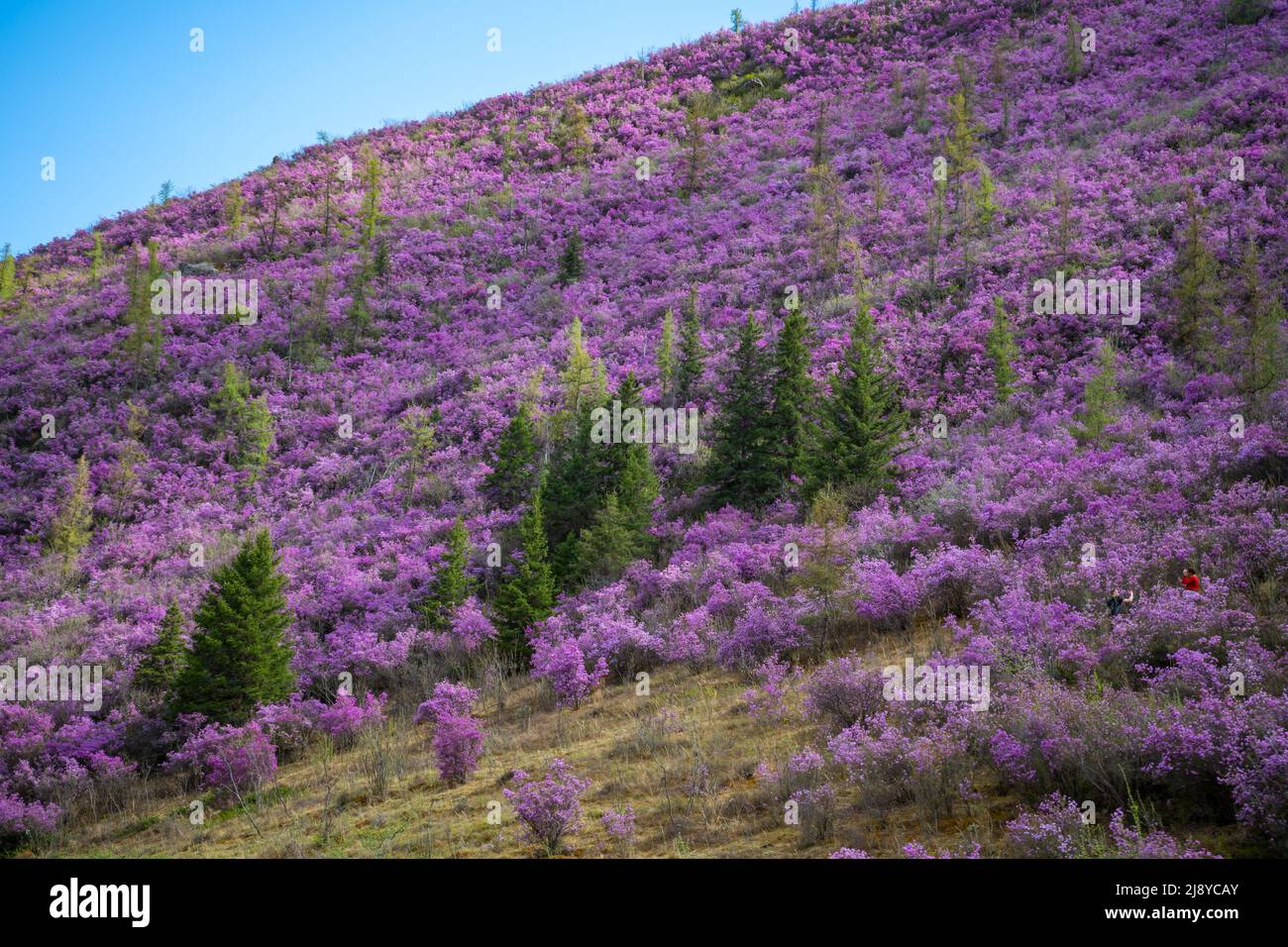Blooming maralnik or Rhododendron ledebourii in Altai mountains near Chuysky tract, Altai, Siberia, Russia  Stock Photo