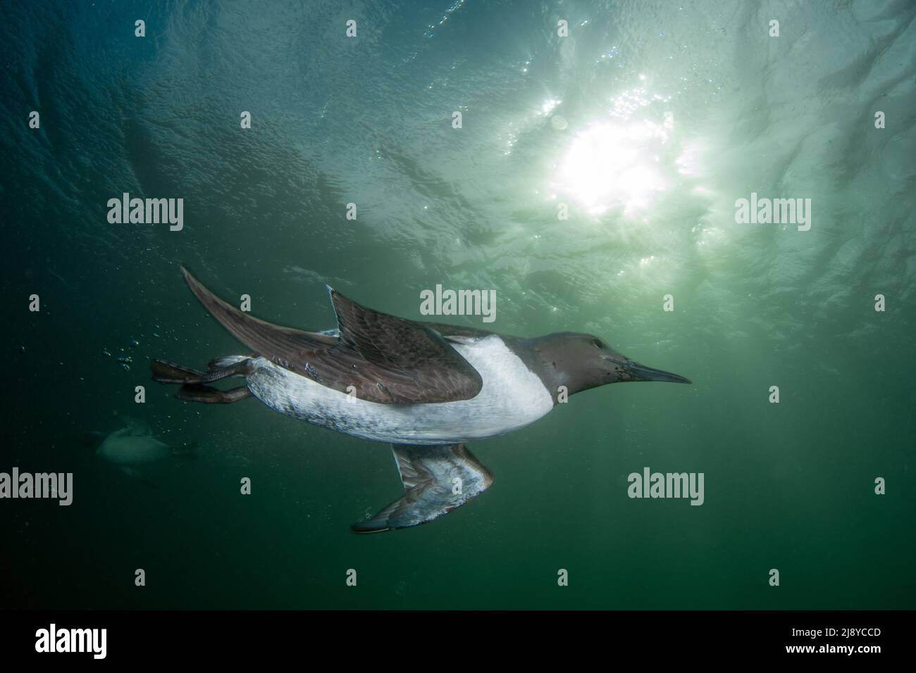 Guillemot (Uria Aalge) underwater with sunlight breaking through the ripples of the water, at St Abbs, Scotland. Stock Photo