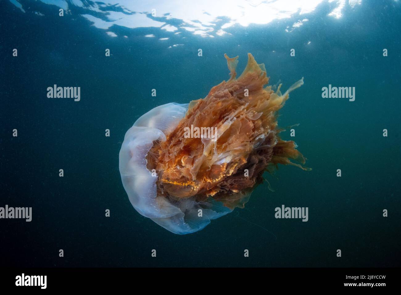 Lion's mane jellyfish (Cyanea capillata) with tentacles retracted showing it's huge flowing underside, underneath sunlight penetrating the water in In Stock Photo