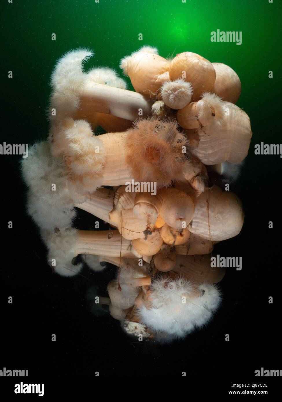 Plumose Anemones (metridium senile) in the cold waters of Armucknish Bay, Scotland which are rich in phytoplankton. The sun shines through the water a Stock Photo