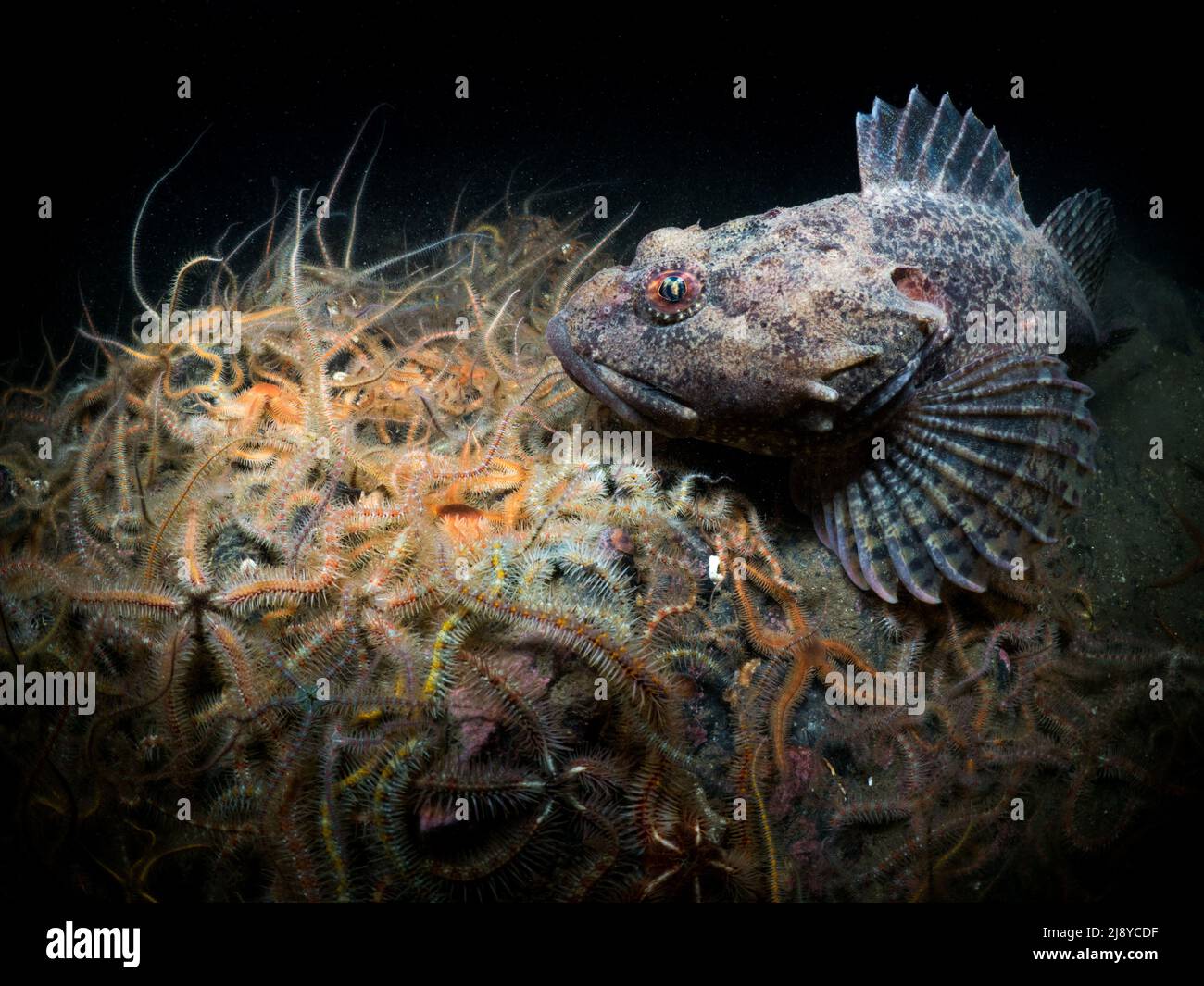 Short Spined Scorpionfish - (Myoxocaphalus Scorpius) sitting on a bed of Brittlestars (Ophiothrix  Fragilis) in the depths of Loch Leven, Scotland Stock Photo
