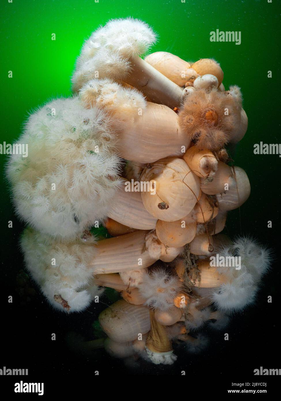 A cluster of Plumose Anemones (Metridium Senile) in the cold green phytoplankton rich waters of western Scotland. Stock Photo