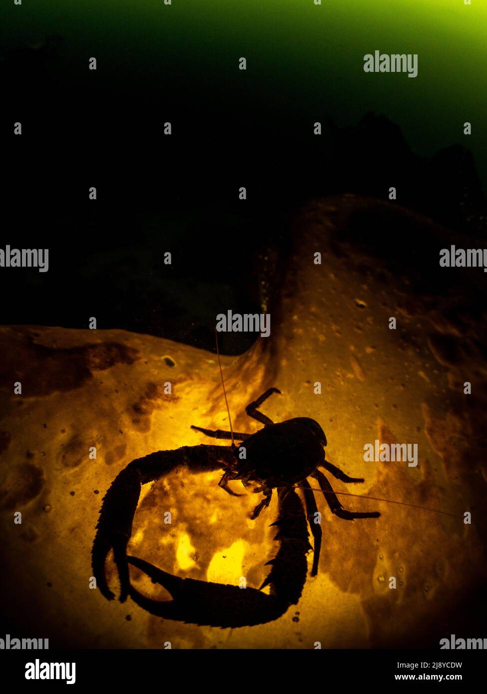 A squat lobster Galathea Strigosa sitting on kelp and lit from below creating a silhouette. Green phytoplankton rich water is visible in the backgroun Stock Photo