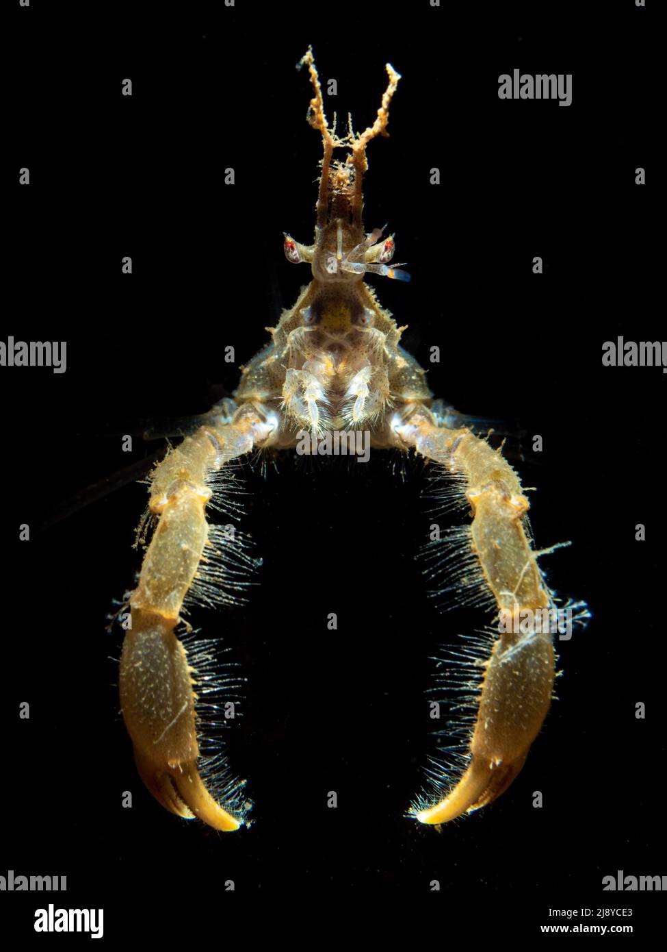 Portrait of the long legged spider crab (Macropodia rostrata) showing it's eyes, claws, mouth, antena and rostrum Stock Photo