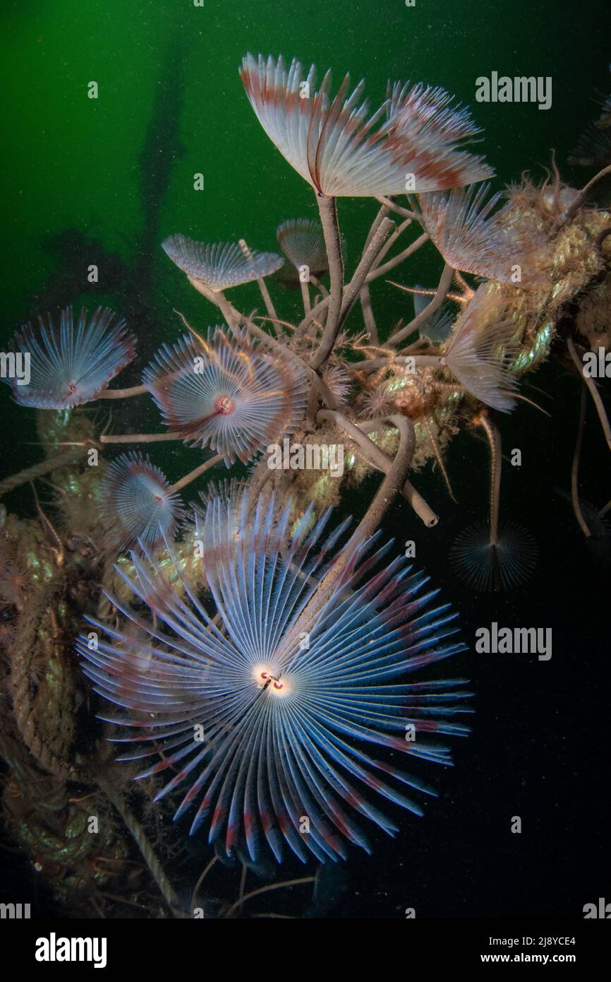 A cluster of Peaock Worms (Sabella Pavonina) with their feed heads in full splendour attached to discarded rope with phytoplankton rich green water in Stock Photo