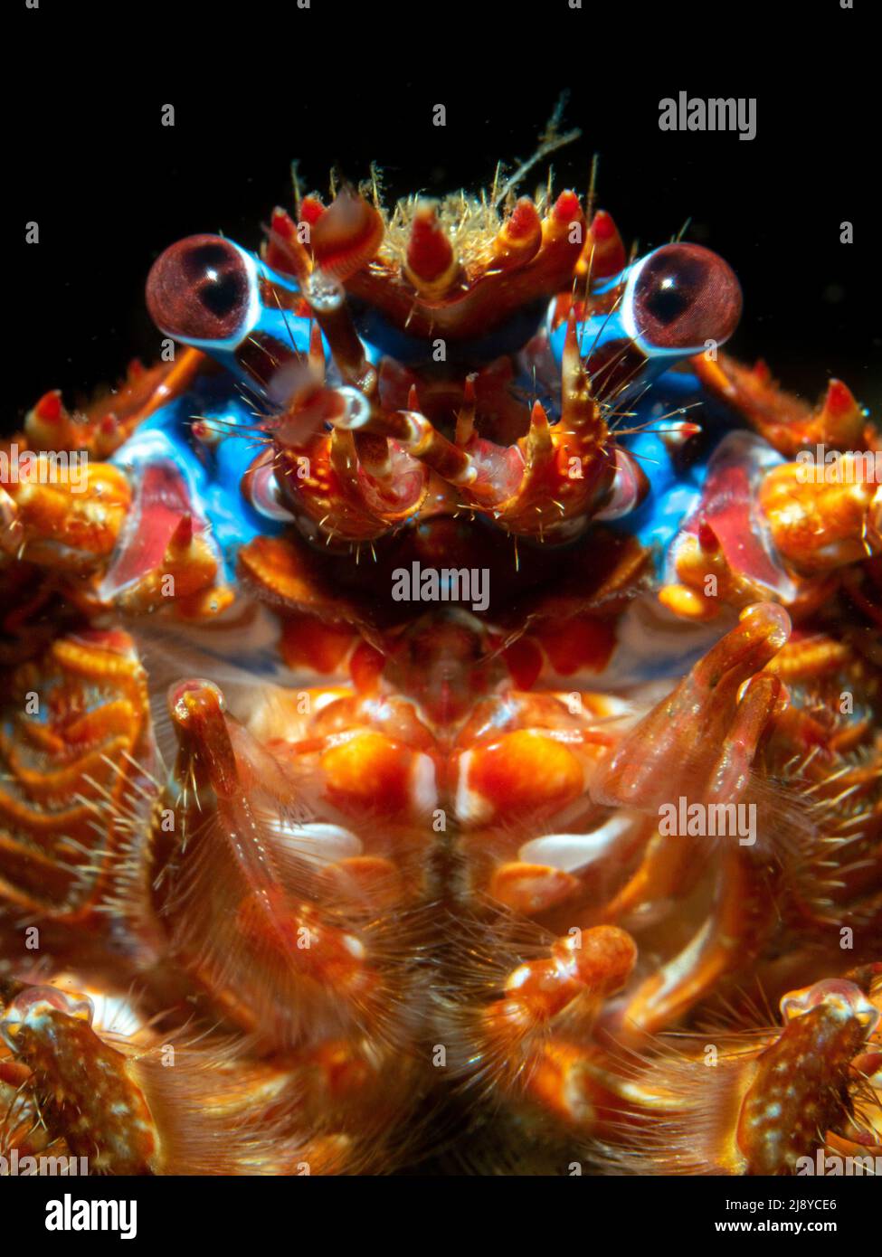 A study of the face of the Spiny Squad Lobster (Galathea Strigosa) showing the eyes, mandibles and mouth. Loch Fyne, Scotland. Stock Photo