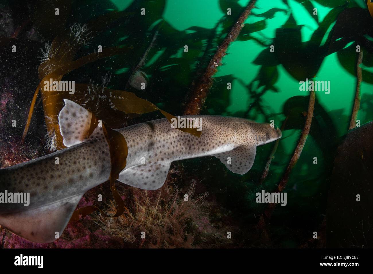Smallspotted Catshark (also known as lesser spotted Dogfish) - Scyliorhinus canicula - swims through the temperate kelp forest of north west Scotland. Stock Photo