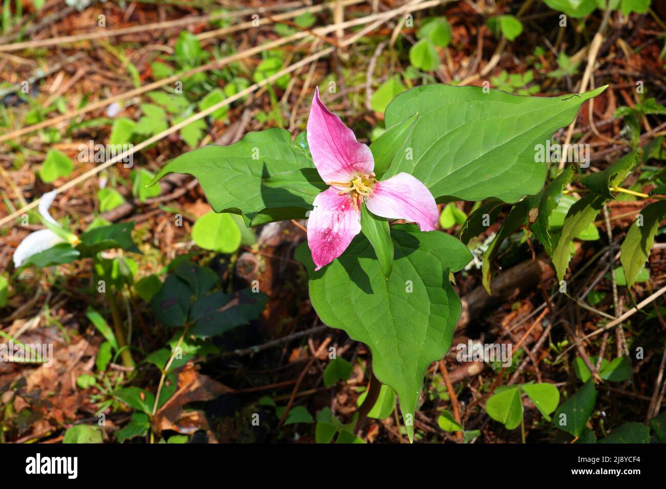 A Pacific Trillium, Trillium ovatum Pursh, with flowers turning pink growing on a forest floor near Wahkeena Trail, Columbia River Gorge, Oregon. Stock Photo