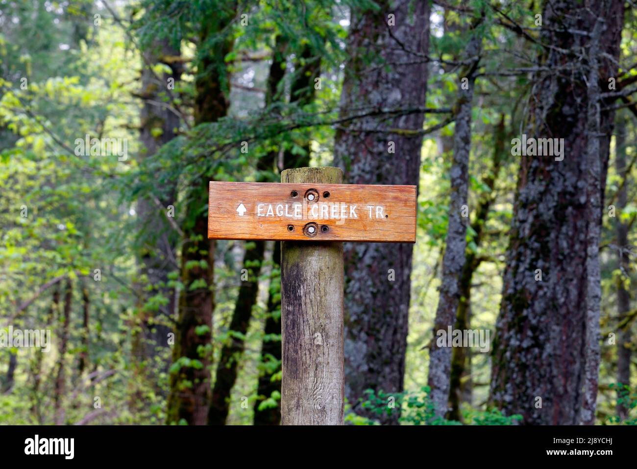 A wooden sign pointing to Eagle Creek Trail in the Columbia River Gorge National Scenic Area, Oregon. Stock Photo