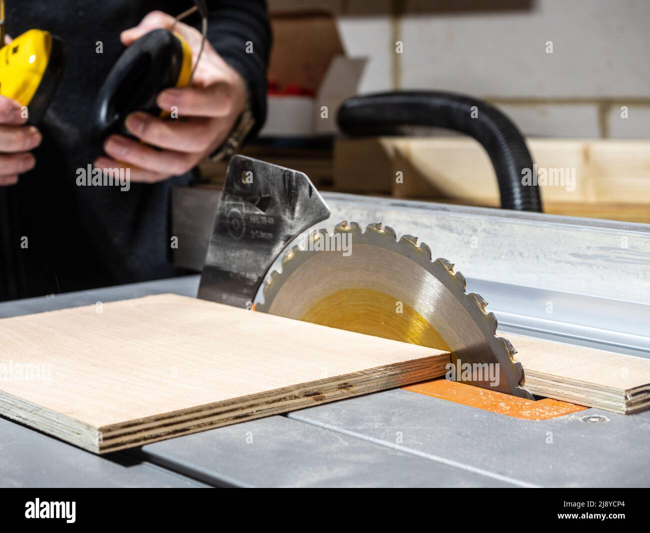 Close up of table saw cutt of  birch plywood sheet   and carpenter with ear defenders selective focus on saw blade Stock Photo