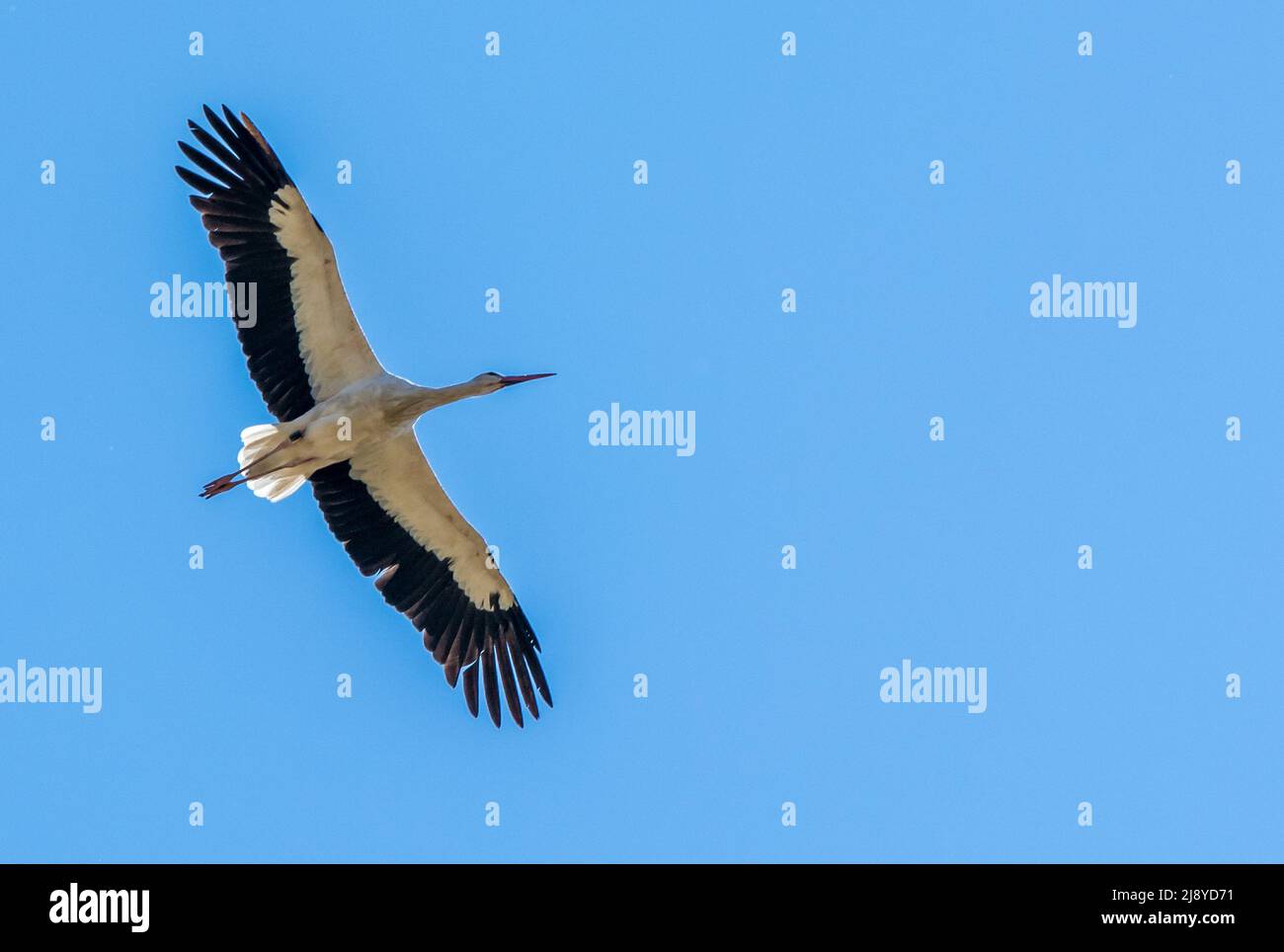Stork from below with full span of wings and copy space Stock Photo