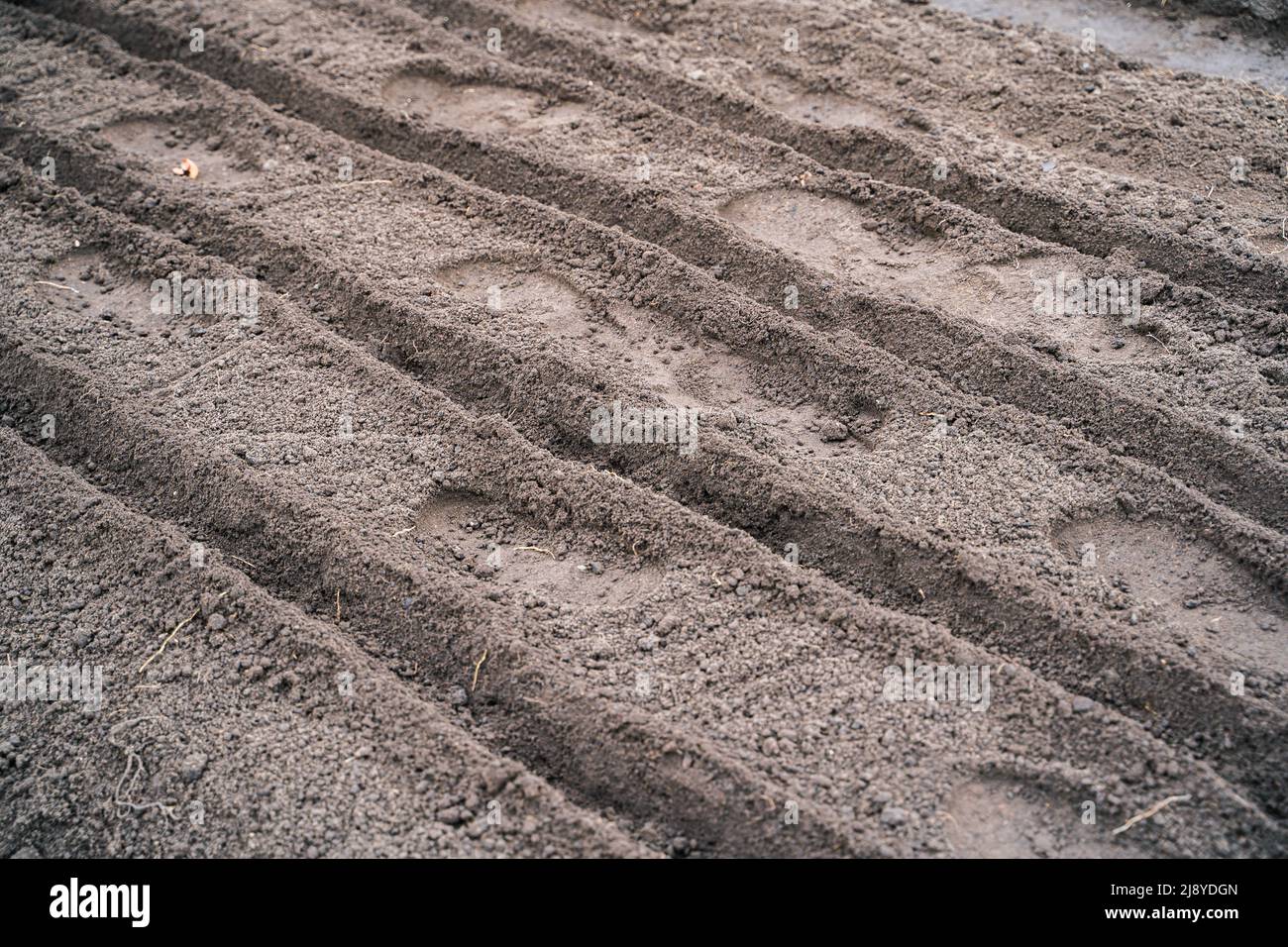 Garden bed with empty rows prepared for planting Stock Photo - Alamy