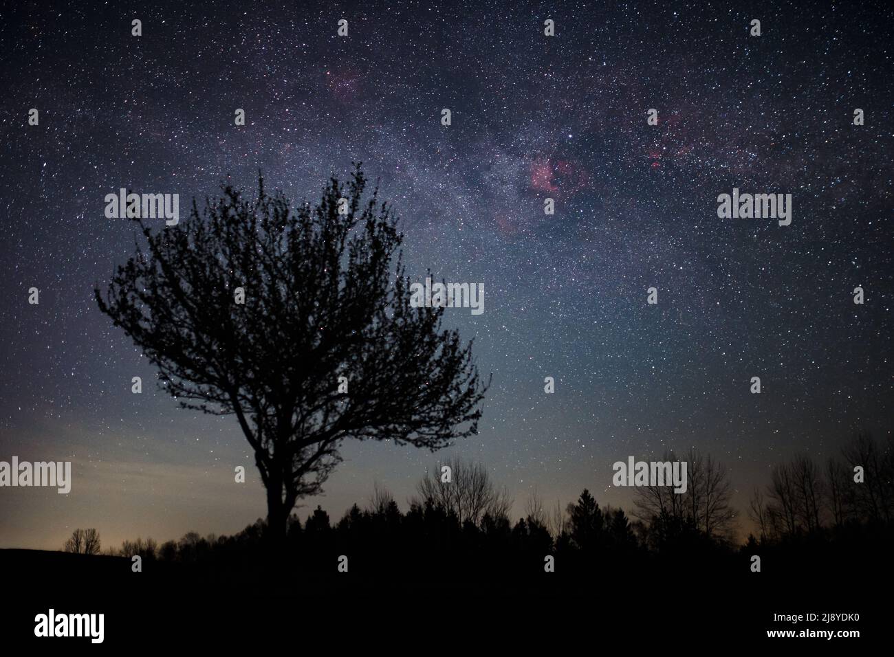 Night landscape of tree silhouette against dark sky and Milky Way, focus on background, Cygnus constellation Stock Photo